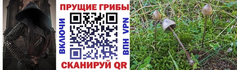 Галлюциногенные грибы Psilocybe  закладки  Саяногорск 