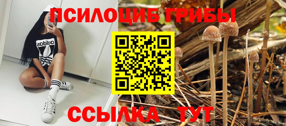 Галлюциногенные грибы прущие грибы Саяногорск